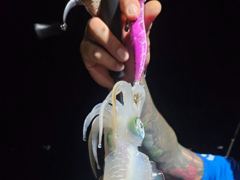 8월18일 삼천포 무늬오징어(팁런) 맞으면서 배워야 되는데..,