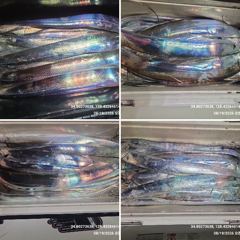 [ 갈치 텐빈 텐야 ] 쌍바늘 채비 물고 늘어 집니다.