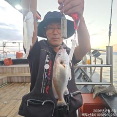 백/쭈/갑조황 - 26년8월8일 홍원항 백두산호 백조기 조황입니다.. - 홍원항 백두산호,배낚시,바다낚시