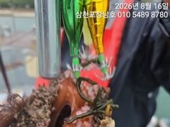 [사천] 돌문어 오늘오전10시출조확정 평일매일오전10시