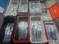 내만칼치 빗속에도 퍽퍽,텐빈,루어1타1피~엄청잡고 수,목,금,토욜예약가능~