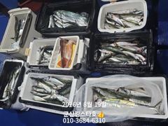 8/19야간고등어출조합니다 ■군산킹스타호■에서~