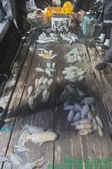 (무늬오징어)초리 들고 땡기고~무시까지 110수~대양호(오늘 예약)