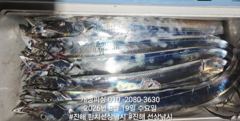 [진해] 준내만 4지급 텐빈 은빛 갈치 마릿수 쿨러 가득 조황 오늘 무조…