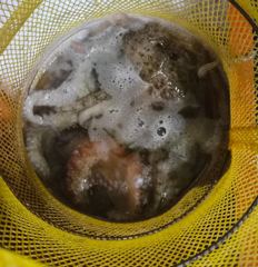 [포항] >>야간 돌문어 최근조황~!(오늘,목,금 예약중)