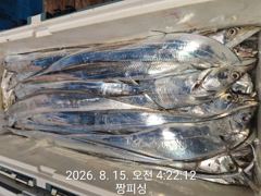 [통영] ((먼바다 왕갈치))이제터져나오는 3지4지들 내일 목ㆍ금ㆍ토(예…