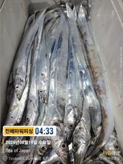 [갈치/텐빈/텐야]괜찬은 씨알들이 물어주네요[수.목.금.일]예약가능