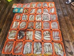 무늬오징어 물칸부족 손맛묵직 수목 예약가능