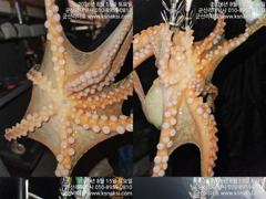 ⭐군산리더호⭐21.22야간문어 출조합니다