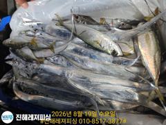내만칼치 ㅡ초저녁부터 꾸준히 올라오네요. 오늘예약가능