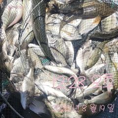 [고성] 19일 감성돔 떼고기 죙일 심심할 틈이 없었습니다.