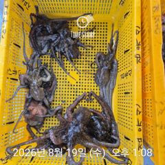 [사천] 암초 포인트 문어 씨알 마릿수!