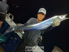 ✅️ 여수오션스타 8월19일 입항 갈치 조황입니다
