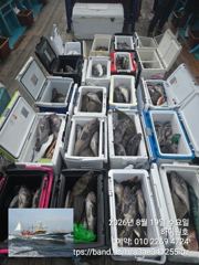 군산하이원호 8월 19일 개우럭 6짜5짜등 광어까지 조황입니다.