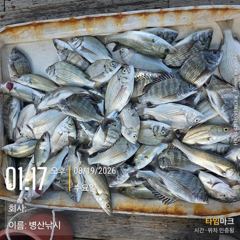 병산  8/19감성돔 농어 마리수 선외기 및내만갯바위조황~~