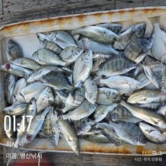[고성] 병산 8/19 감성돔 농어 마리수 선외기흘림조황~~