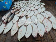 [군산] 8/19, 무쟈게 나오네요~!!~쏟아지는 대광어"조기철수"~초대…