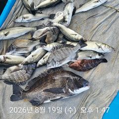 삼천포 내만권 감성돔