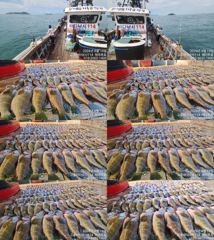 ♥붉바리들..이정도는 잡아봐야지요 대박 붉바리조황입니다 [2026년08월19일] ◎ 해마루호가 뜨는이유? 조황때문이죠 ◎ 핵심포인트: 바로진입.. 바로히트.. ▣ 차원이 다른 조황으로 모십니다 ▣ 요즘 붉바리낚시가 대세입니다
