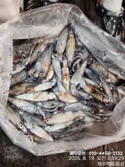!!!제주 백호피싱!!! 8월 18일 한치 조황