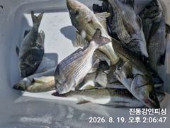 [마산] 진동강인피싱 오늘 감성돔 한분과 다녀왔습니다