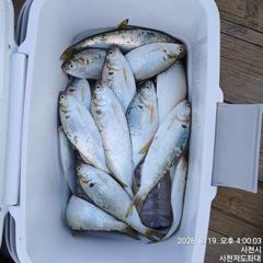 [사천] (사천저도좌대&펜션)8윌19일 저도좌대 조황