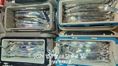 [진해] 19일 입항 준내만 갈치 풀치속에서 대치들로 손맛 끝내줘요!!(…