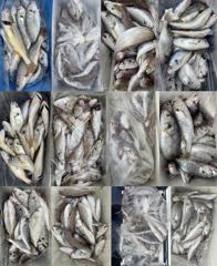 [백조기조황] 8월19일 부세 백조기 넘치는 대장쿨러 초대박 조황