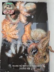 여수 짱구호  8월17일(월) 문어 조황