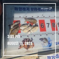 해양레저 무늬오징어 조황