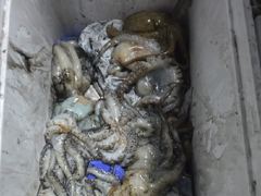 <여수 청홍낚시>8월19일 여수 야간문어낚시 조황 소식 입니다.조황 살아났습니다.(오늘17시 출항 자리여유)