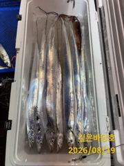 [제주 깊은바당호] 8월 19일 갈치 조황입니다