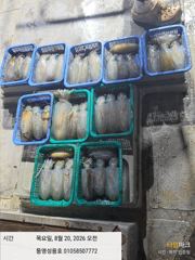 3분 무늬조황 손맛보고 빠짐도많고 계속예약중 새벽타임도요
