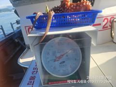 "돌문어"어제 1700g1200g1000g외 개인22수15수13수12수등 전원마릿수 팍~팍~(예약가능)