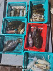 [사천] 8월20일 무늬오징어 조황! 오늘도 나갑니다!! 자리 많아요!!