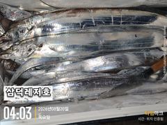 [텐빈]씨알좋은 3~4지,만쿨,반쿨(오늘소수인원,출항확정)