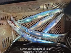 녹동금강호16석 왕갈치만쿨조항 예약순자리지정예약제 010-4058-2266