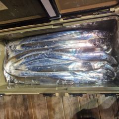 스페셜드림선단 8월20일입항 갈치지깅.텐빈 조황입니다