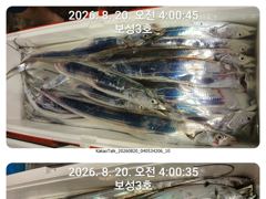 14석 보성3호  심해 갈치 완전 대박조황 씨알도 굿~~오늘부터 계속 자리여유