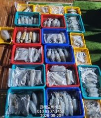 팁런무늬오징어 19일 출조조황입니다 오늘예약가능합니다