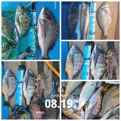 [사천] 삼천포 산분령 유료낚시터 8/19 조황입니다 :)