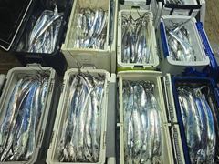 준내만갈치,3지4지오늘출항 목,금,토,일,쭉,예약가능 내만갈치 2지3지퍽퍽오늘출항 목,금,토,일,쭉 예약가능