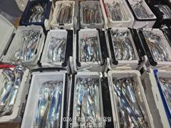 준내만 갈치 4지급 피딩에 난리나고~~(오늘 예약  가능)