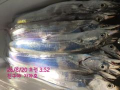 오늘도 대갈치들이 퍽퍽퍽 합니다. 예약문의010-7443-7990