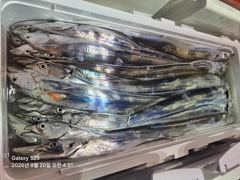 [통영] 통영영운호14석) 왕갈치 씨알 마릿수 굿 많이 잡았습니다