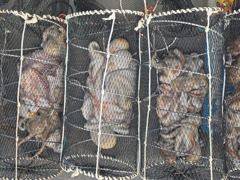 [통영] (문어)마릿수 승부~중치급들 쫙~깔렸네요 고고써니호(오늘 예약)