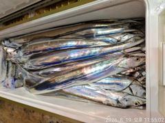 8월20일입항 먼바다대갈치 조항소식 입니다