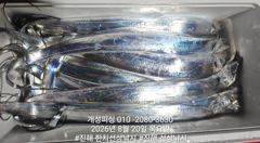 준내만 4지급 텐빈 은빛 갈치 마릿수 쿨러 가득 조황 오늘 무조건 출항 자리여유