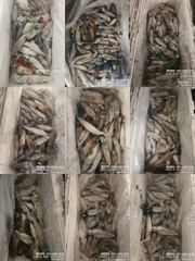 !!!제주 백호피싱!!! 8월 19일 한치 조황