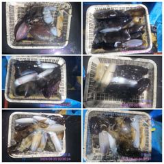 [통영] 무늬오징어 팁런조황...